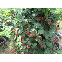 IQF Einfrieren Organic Blackberry Zl-002